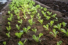 green house vegetable 이미지 (176444913) - 게티이미지뱅크 green house vegetable