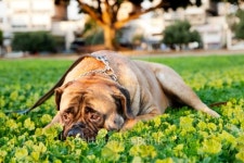 Bullmastiff Dog Portrait in Urban Park 이미지 (178589988) - 게티이미지뱅크 Bullmastiff Dog Portrait in Urban Park