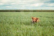 Golden retriever dog running in grassy field 이미지 (184757299) - 게티이미지뱅크 Golden retriever dog running in grassy field
