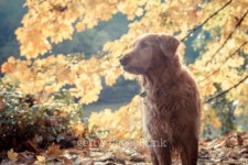 Golden Retriever dog standing under trees in fall 이미지 (184816367) - 게티이미지뱅크 Golden Retriever dog standing under... 