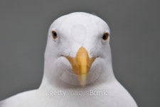 Mr seagull 이미지 (186062790) - 게티이미지뱅크 Mr seagull