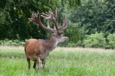 Rothirsch_MG_4581_HP20130716_16-46-04_EP20130716_16-46-04 이미지 (186966687) - 게티이미지뱅크 Rothirsch_MG_4581_HP20130716_16... 