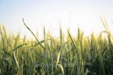 wheat in Israel 이미지 (178067616) - 게티이미지뱅크 wheat in Israel