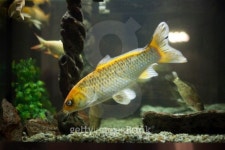 Aquarium 이미지 (178150699) - 게티이미지뱅크 Aquarium