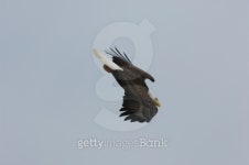 dive bombing 이미지 (178404181) - 게티이미지뱅크 dive bombing