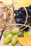 Cluster of vine 이미지 (186285694) - 게티이미지뱅크 Cluster of vine