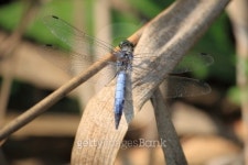 Dragonfly 이미지 (186034774) - 게티이미지뱅크 Dragonfly