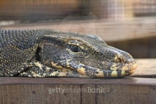 Head iguana. 이미지 (450838995) - 게티이미지뱅크 Head iguana.