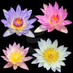 Beautiful lotus. 이미지 (456852937) - 게티이미지뱅크 Beautiful lotus.