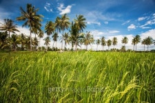 paddy rice field 이미지 (453380831) - 게티이미지뱅크 paddy rice field