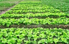 Agricultural industry 이미지 (180064670) - 게티이미지뱅크 Agricultural industry