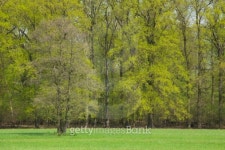 spring landscape 이미지 (177861903) - 게티이미지뱅크 spring landscape