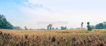 Reed and Blue Sky 이미지 (451835513) - 게티이미지뱅크 Reed and Blue Sky