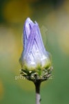 Blue-eyed african daisy (arctotis venusta) closed bud. 이미지... Blue-eyed african daisy (arctotis venusta) closed bud.