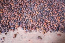 Roasted cocoa beans 이미지 (178592208) - 게티이미지뱅크 Roasted cocoa beans