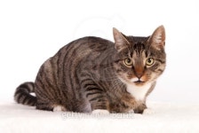 cat 이미지 (162961163) - 게티이미지뱅크 cat