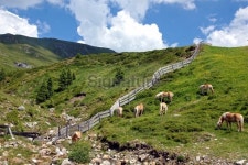 Haflinger in the mountains 이미지 (178992172) - 게티이미지뱅크 Haflinger in the mountains