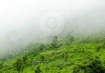 forest on mountain and fog at sunrise 이미지 (462824533) - 게티이미지뱅크 forest on mountain and fog at sunrise