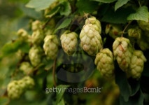 Hop Humulus lupulus 이미지 (452395191) - 게티이미지뱅크 Hop Humulus lupulus