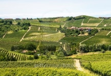 Langhe, vineyards 이미지 (183080509) - 게티이미지뱅크 Langhe, vineyards