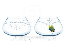 Angelfish jumping to next fishbowl 이미지 (178595195) - 게티이미지뱅크 Angelfish jumping to next fishbowl