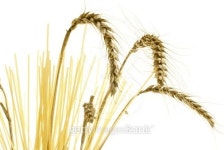 ear of corn, spaghetti, isolated on white 이미지 (476068243) - 게티이미지뱅크 ear of corn, spaghetti, isolated on white