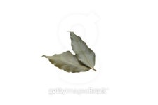 Bay Leaf 이미지 (170604971) - 게티이미지뱅크 Bay Leaf