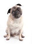 Pure Breed Fawn Pug on a White Backgound 이미지 (177731237) - 게티이미지뱅크 Pure Breed Fawn Pug on a White Backgound