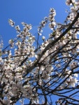 Cherry blossoms at the Summer Palace, Beijing 이미지 (180915545) - 게티이미지뱅크 Cherry blossoms at the Summer Palace, Beijing