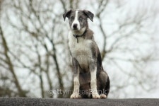 Top Dog 이미지 (476074915) - 게티이미지뱅크 Top Dog