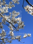 White magnolia blossom 이미지 (181492768) - 게티이미지뱅크 White magnolia blossom