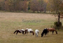 Cades Cove Horses 이미지 (175676577) - 게티이미지뱅크 Cades Cove Horses
