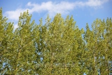 Bushes and trees close up 이미지 (178069834) - 게티이미지뱅크 Bushes and trees close up