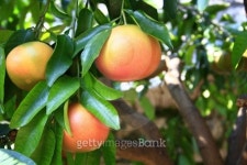 Grapefruit (Citrus paradisi) 이미지 (452547687) - 게티이미지뱅크 Grapefruit (Citrus paradisi)