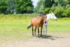herd of horses 이미지 (180438156) - 게티이미지뱅크 herd of horses