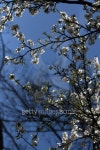 apricot flower in spring 이미지 (462041281) - 게티이미지뱅크 apricot flower in spring