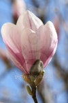 spring magnolia 이미지 (461035251) - 게티이미지뱅크 spring magnolia