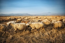 Herd of Sheep Grazing Corn Field on Sunset 이미지 (174833578) - 게티이미지뱅크 Herd of Sheep Grazing Corn Field on Sunset