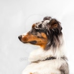collie in profile 이미지 (163258034) - 게티이미지뱅크 collie in profile
