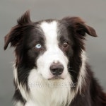 bordercollie with one brown and blue eye 이미지 (163267171) - 게티이미지뱅크 bordercollie with one brown and blue eye