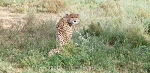 Cheetah on the Savanna 이미지 (164011743) - 게티이미지뱅크 Cheetah on the Savanna