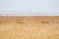 cheetah in the savannah 이미지 (185168571) - 게티이미지뱅크 cheetah in the savannah