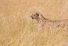 cheetah in the savannah 이미지 (185313244) - 게티이미지뱅크 cheetah in the savannah