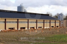 chicken farm 이미지 (453908987) - 게티이미지뱅크 chicken farm