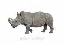 Rhinoceros 이미지 (178859428) - 게티이미지뱅크 Rhinoceros