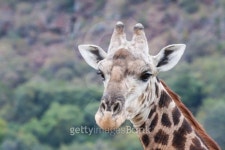 Giraffe Face 이미지 (178507332) - 게티이미지뱅크 Giraffe Face
