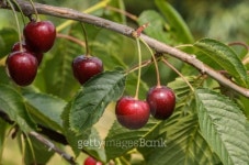 Cherry time 이미지 (465671133) - 게티이미지뱅크 Cherry time