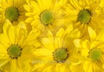 Group of yellow daisies 이미지 (170596822) - 게티이미지뱅크 Group of yellow daisies