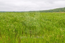 Vast thick green millet field 이미지 (183451213) - 게티이미지뱅크 Vast thick green millet field