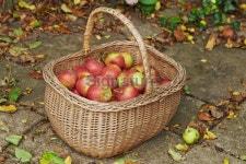 Enjoy a juicy harvest 이미지 (187422468) - 게티이미지뱅크 Enjoy a juicy harvest